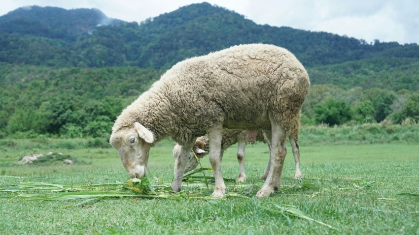 a sheep eating grass in a field with mountains in the background