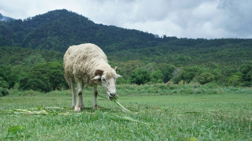 a sheep standing in a field with mountains in the background