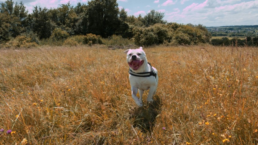 a dog standing in a field of tall grass