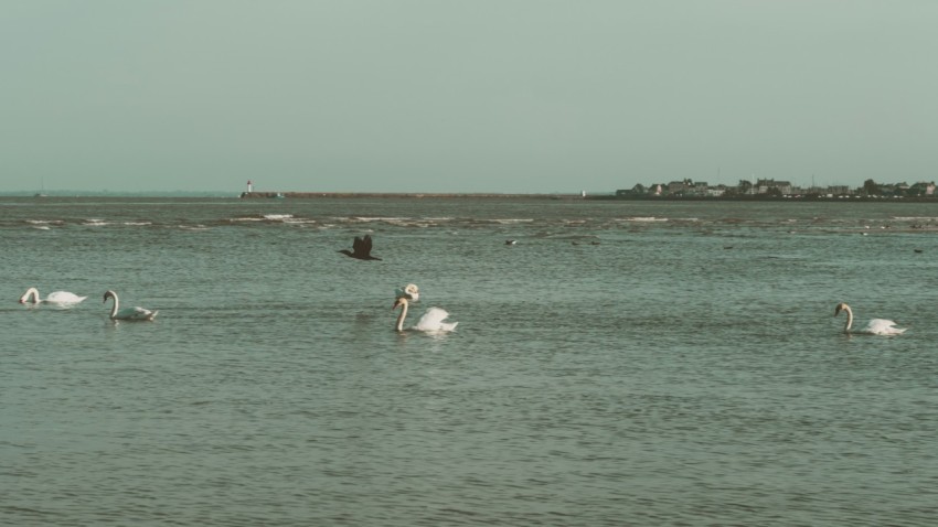 a flock of birds floating on top of a body of water YaHJiiRZ