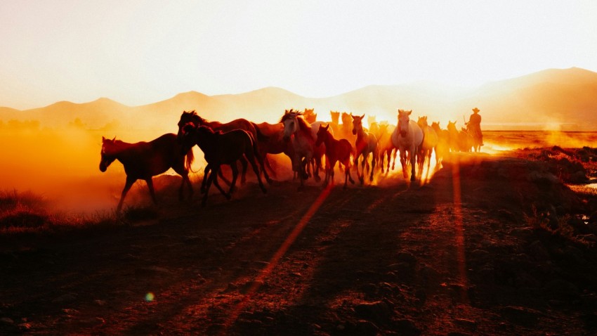 a group of horses walking down a dirt road  10S7ywOw