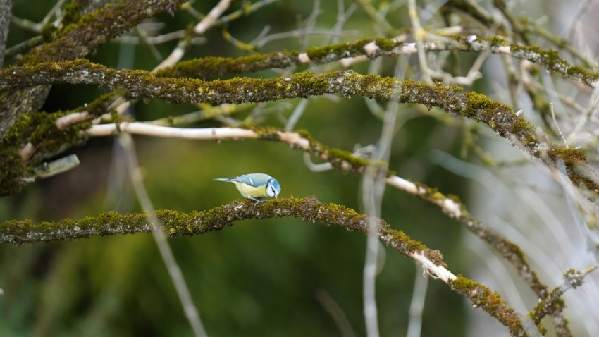 a small blue bird perched on a tree branch