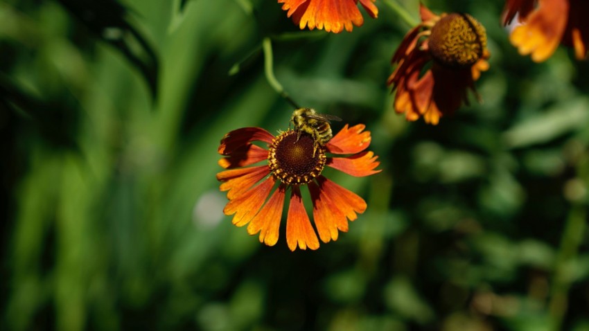 a group of orange and yellow flowers in a field fvs3xq