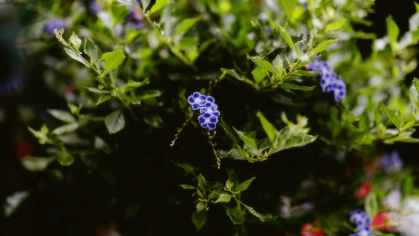 a close up of a bush with blue flowers