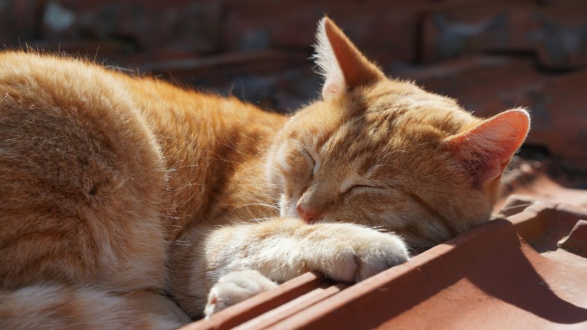 an orange cat sleeping on top of a roof