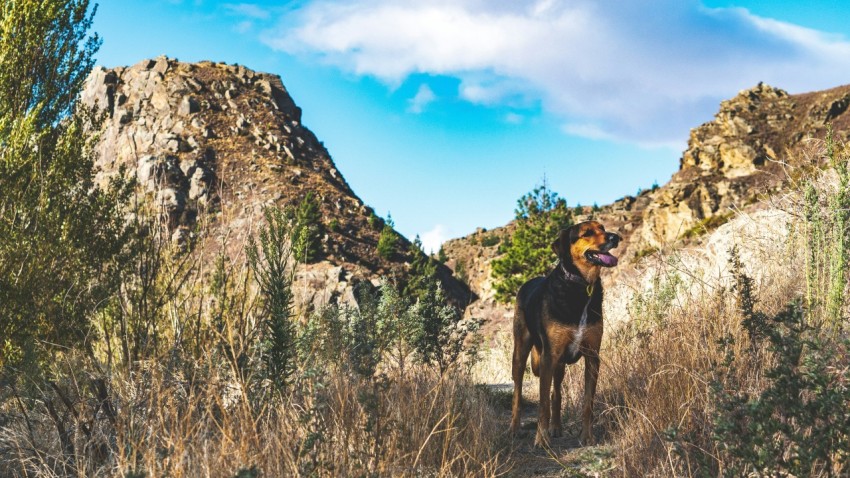 a dog is standing in the middle of a field