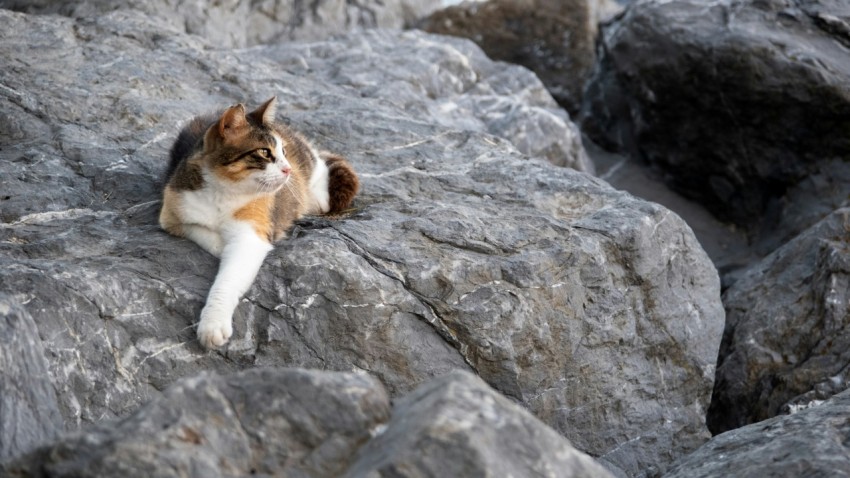 a cat sitting on top of a large rock