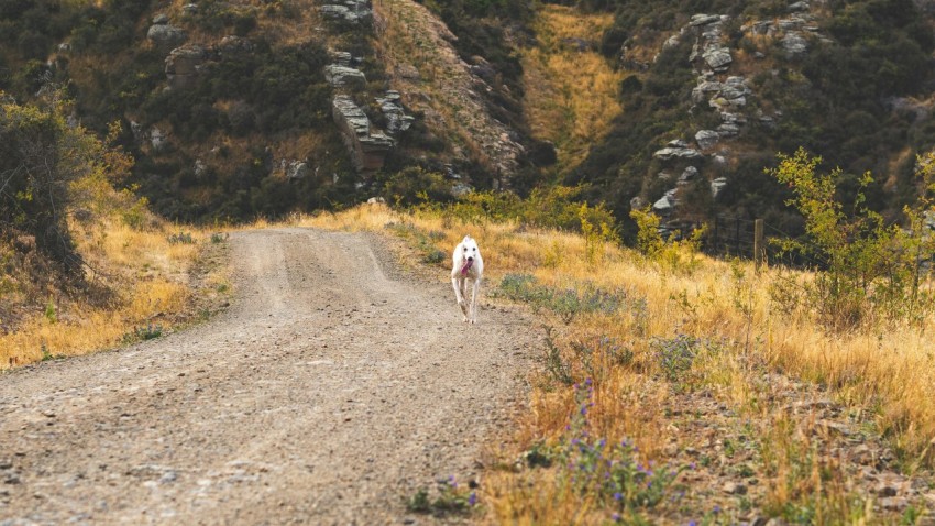 a couple of dogs walking down a dirt road