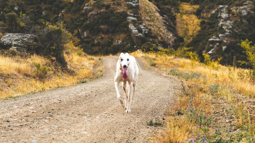 a white dog walking down a dirt road S3ElPcl