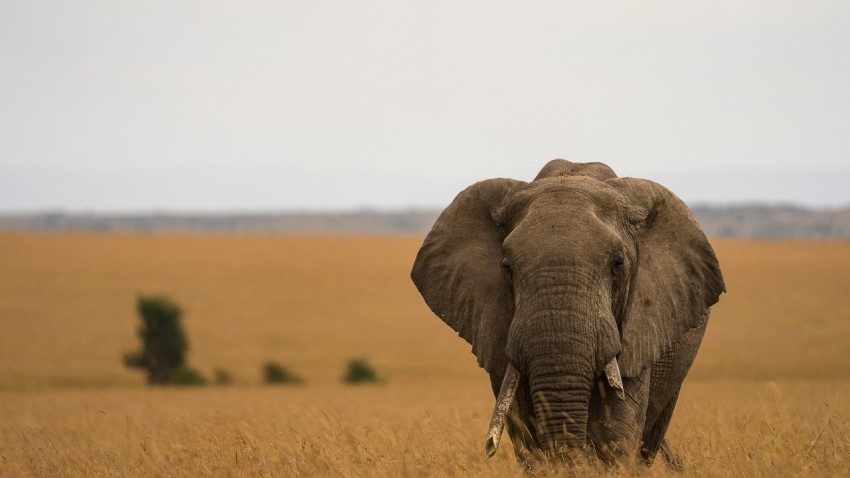 an elephant with tusks in a field