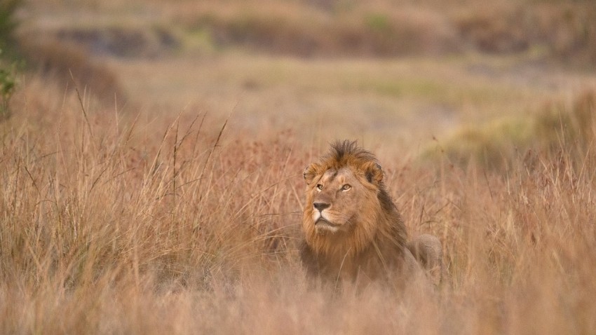 a lion in a field