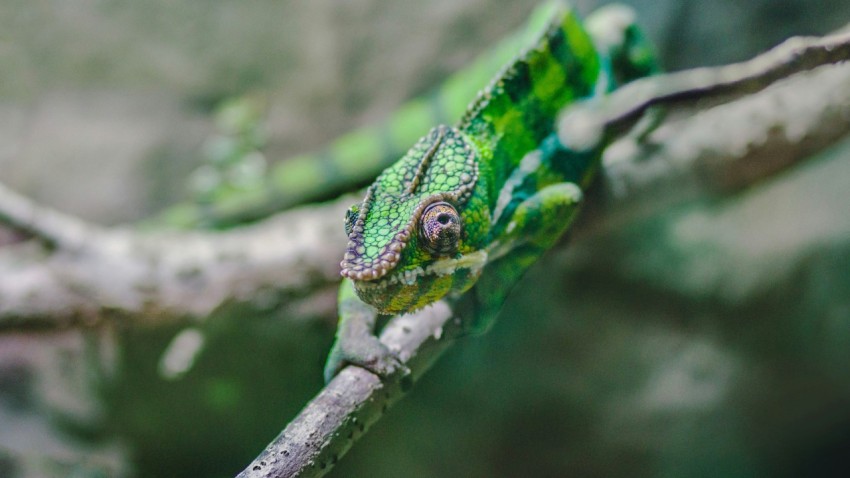 photo of chameleon on tree branch kxczGj