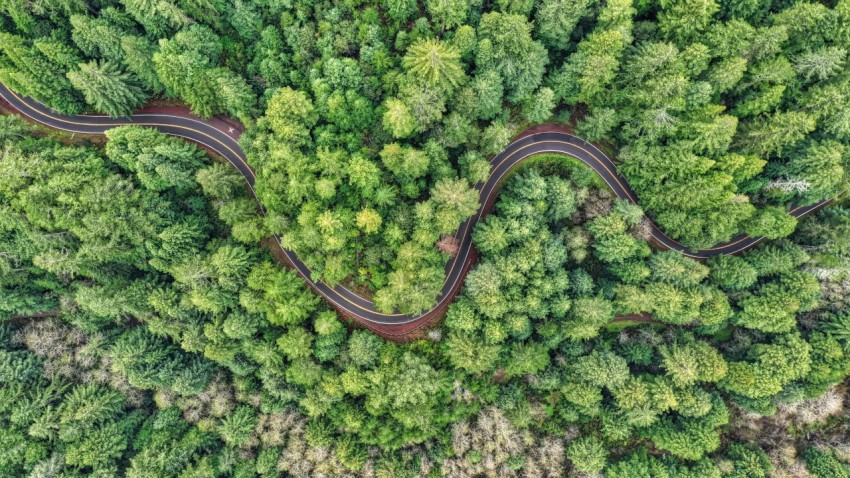 areal view of road in the middle of forest