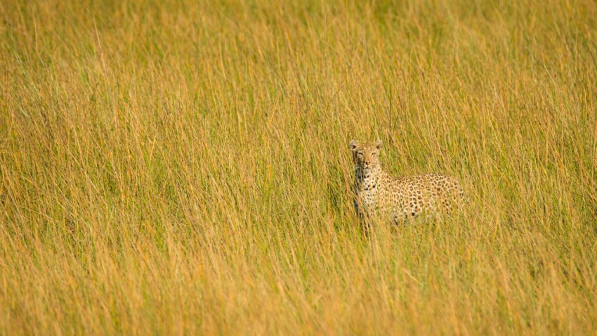 cheetah on green grass field during daytime qS4 OQ