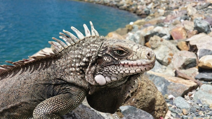 gray lizard