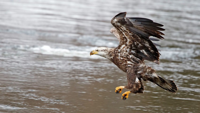 bald eagle about to land