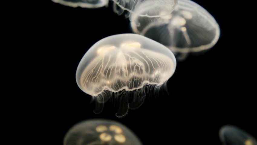 white jellyfish