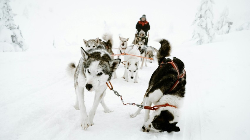 white and gray siberian husky walking on snow covered road