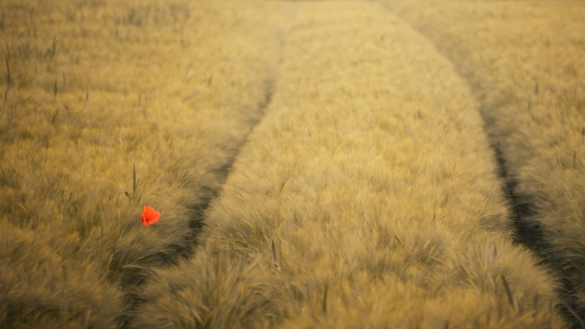 red flower on brown field during daytime