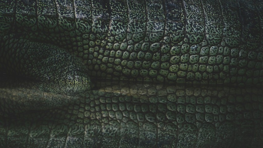 a close up of an alligators head with a reflection in the water