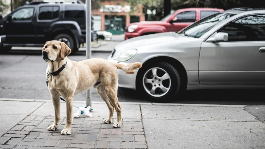 short coated brown dog standing beside gray car parked on road