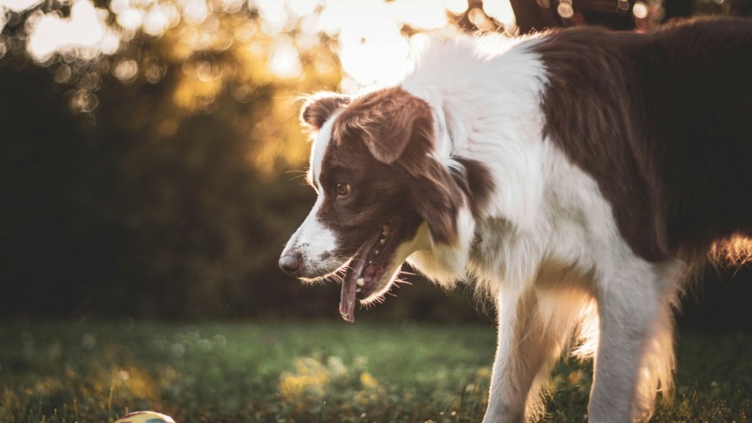 short coated black and white dog facing to the side