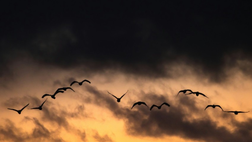 a flock of birds flying through a cloudy sky