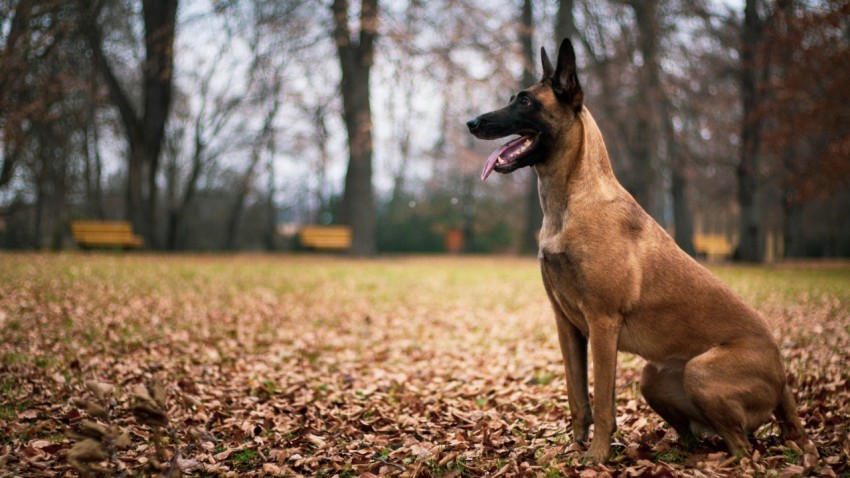 brown and black short coated dog on brown dried leaves during daytime xuqp36