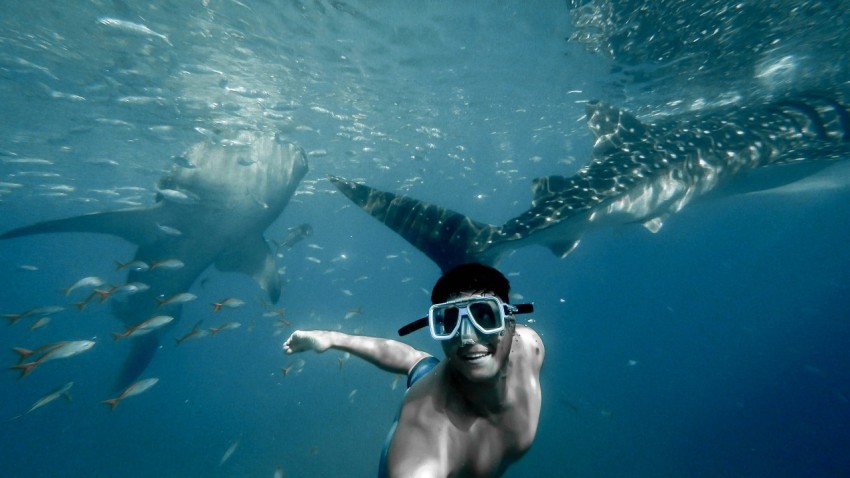 man swimming with whales 2UVX62wP