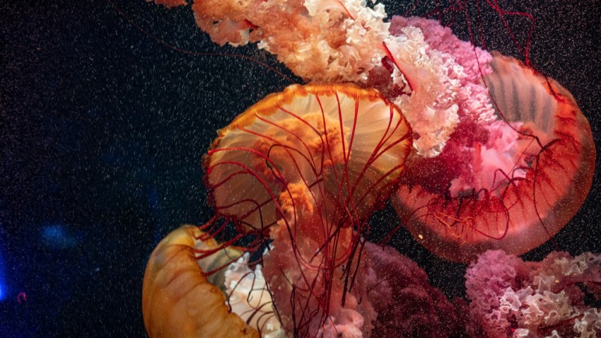 red and brown jellyfish on water jRt