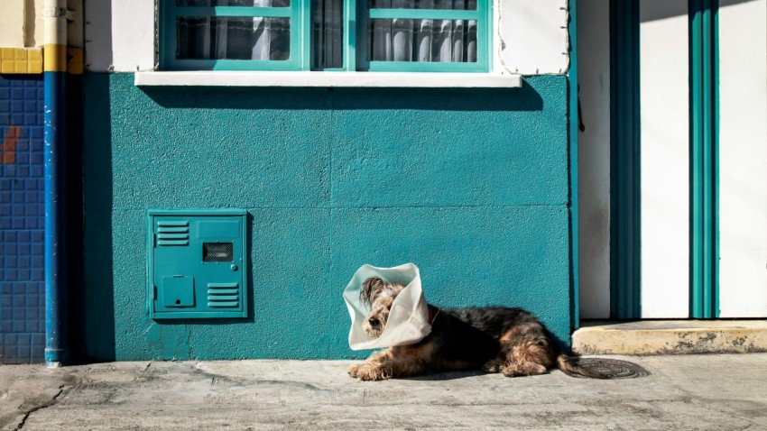 brown dog with plastic on his head