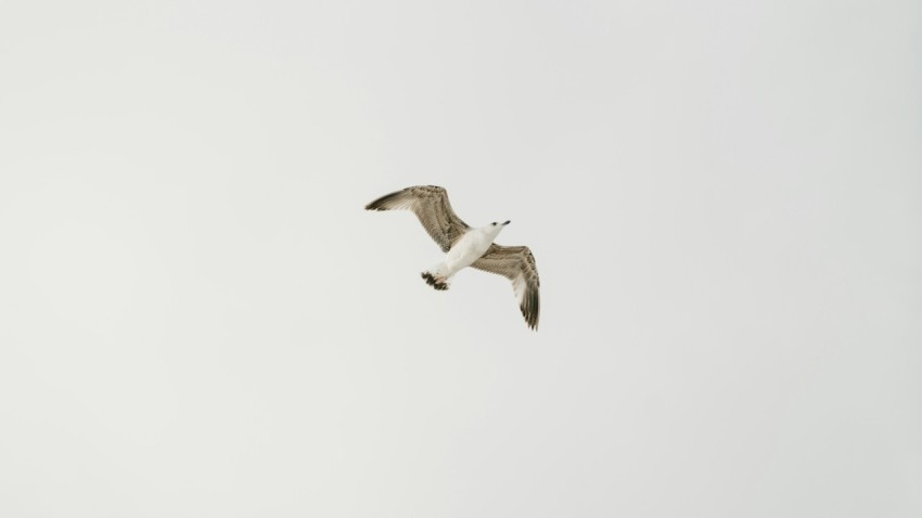 seagull flying during daytime