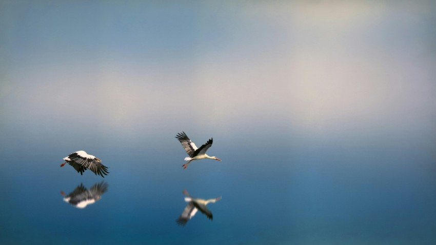 two white and black birds flying on to of water reflecting selves