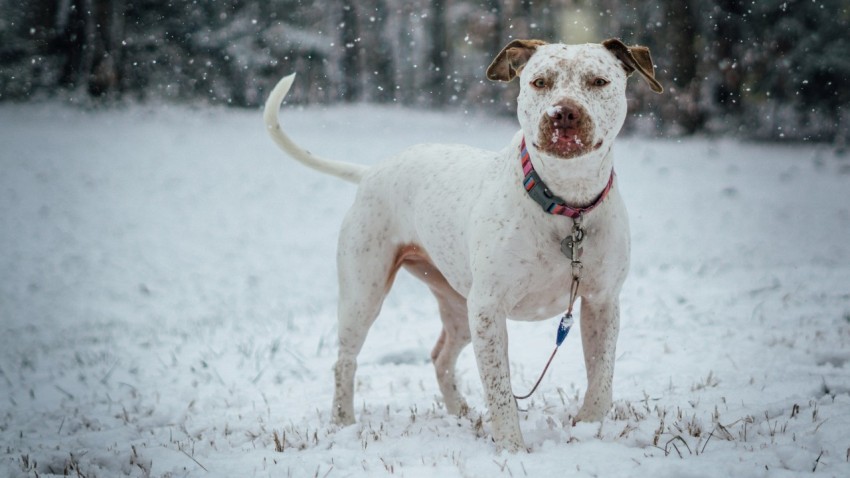 long coated white dog