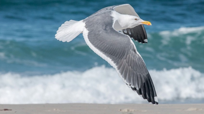 white and gray seagull flying near seashore Edod