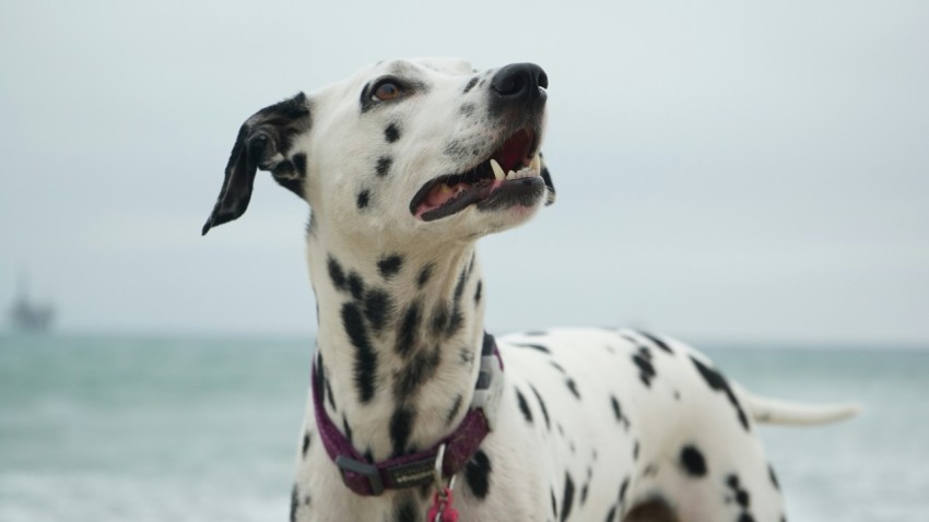 adult dalmatian looking at right side