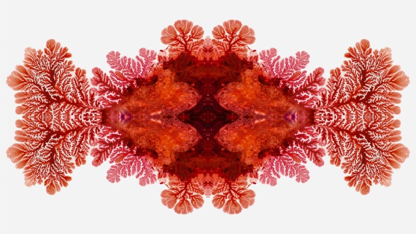 an image of a red and white flower OKP4c_l