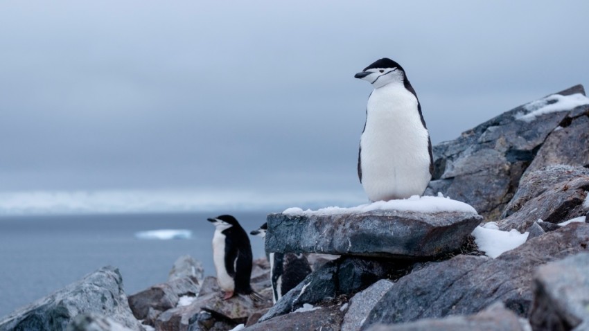 white and black penguins on rocks