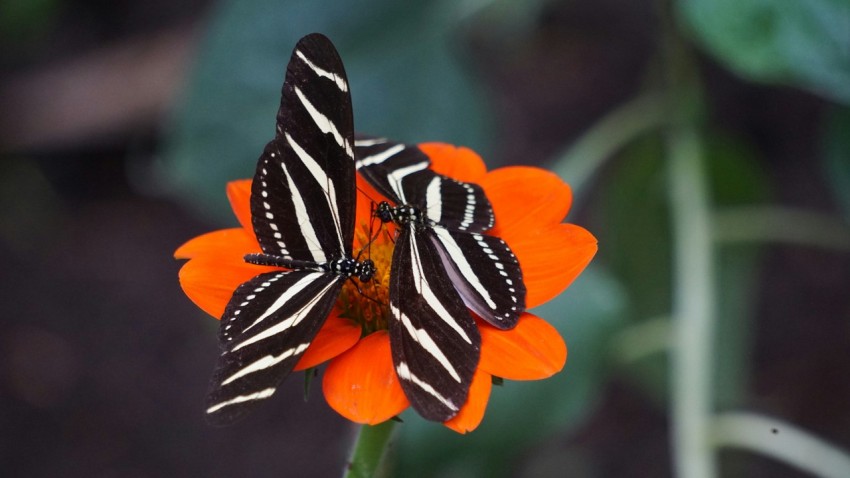 two white and black zebra longwing butterflies on orange petal flowers