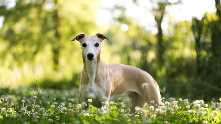 a dog standing in a field of flowers zuLKsbU