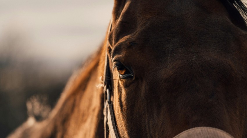 a close up of a horses face with a blurry background