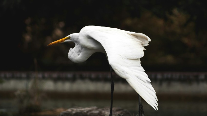 white long legged bird on stone pyP