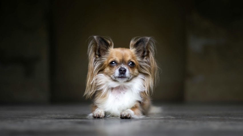 white and brown coated dog ZT