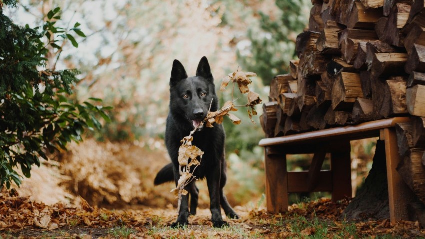 dog biting leaf