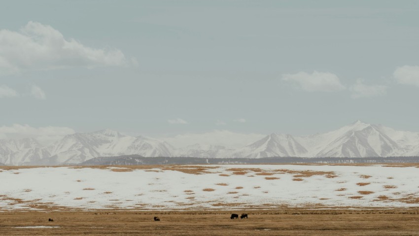 a group of horses walking across a snow covered field