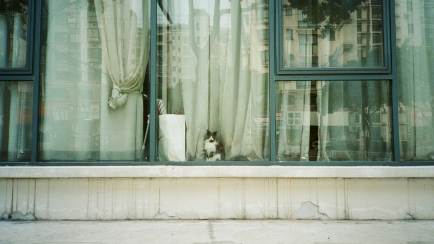 a black and white cat sitting on a window sill