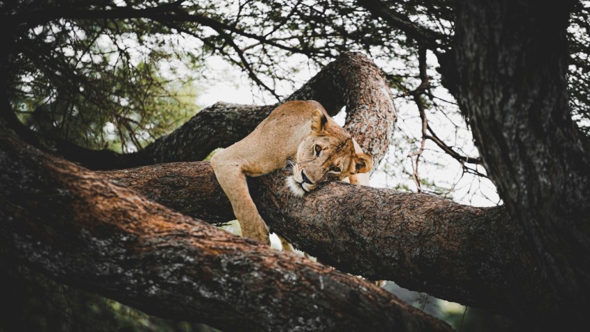 a lion is climbing up a tree branch