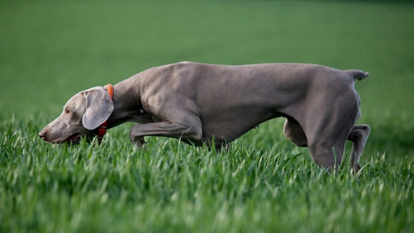 short coated black dog