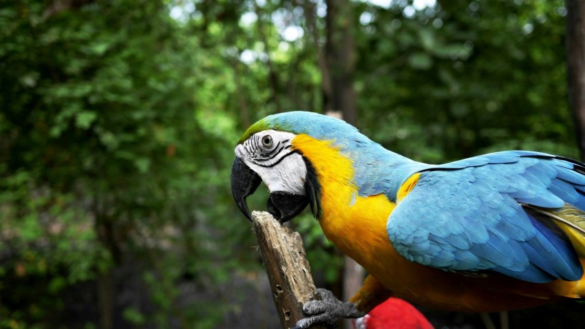 scarlet macaw