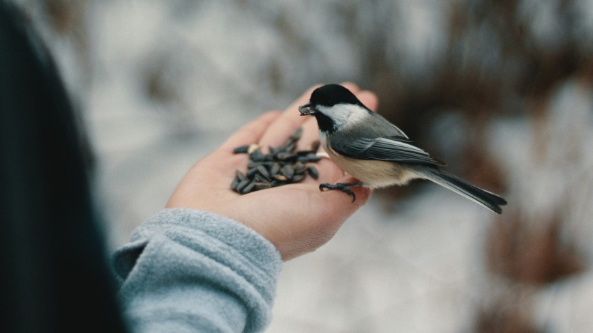 bird perching on persons right hand while eating nuts